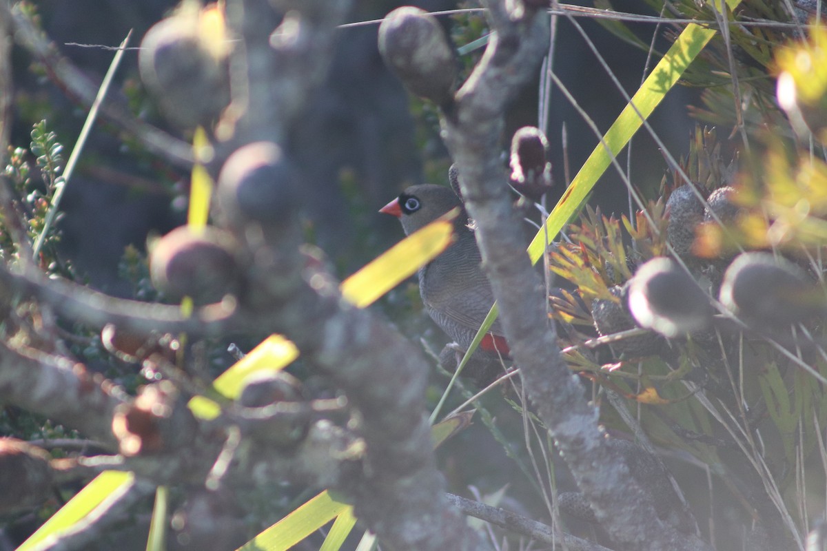 Амадина-рубінчик червоноброва - ML647114990