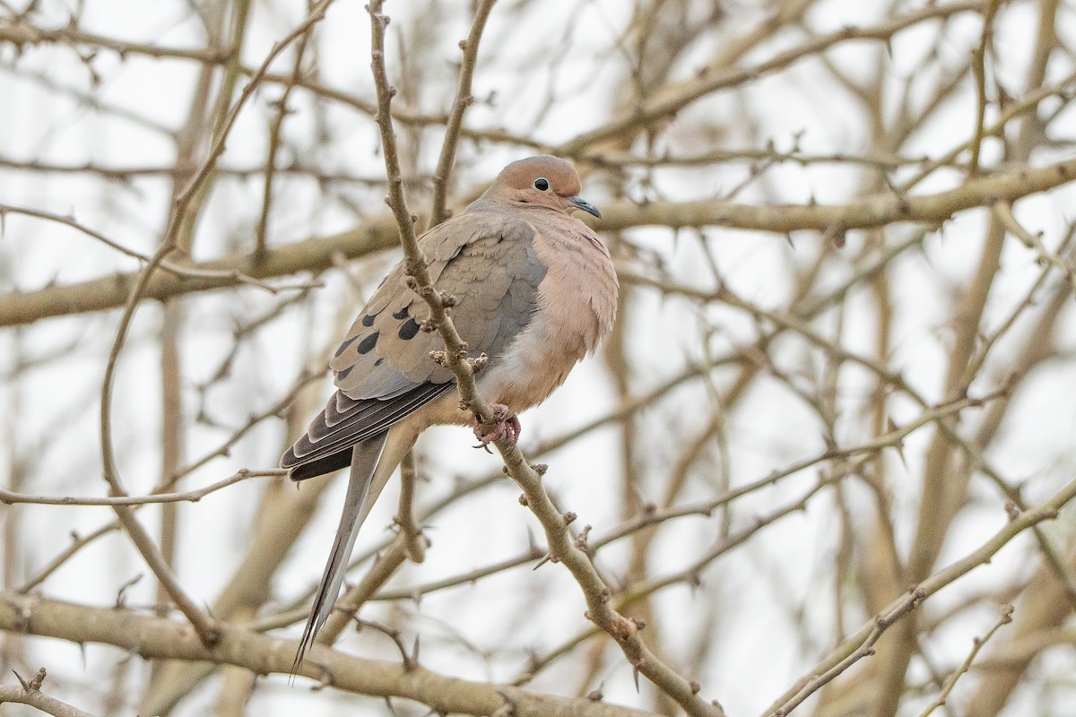 Зенаїда північна - ML647114991