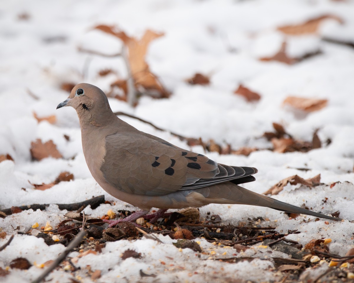 hrdlička karolínská - ML647114992