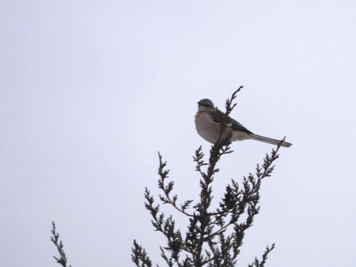 חקיינית צפונית - ML647114994