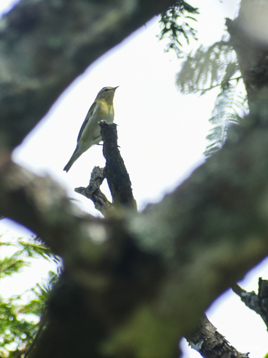 Червоїд світлобровий - ML647114995