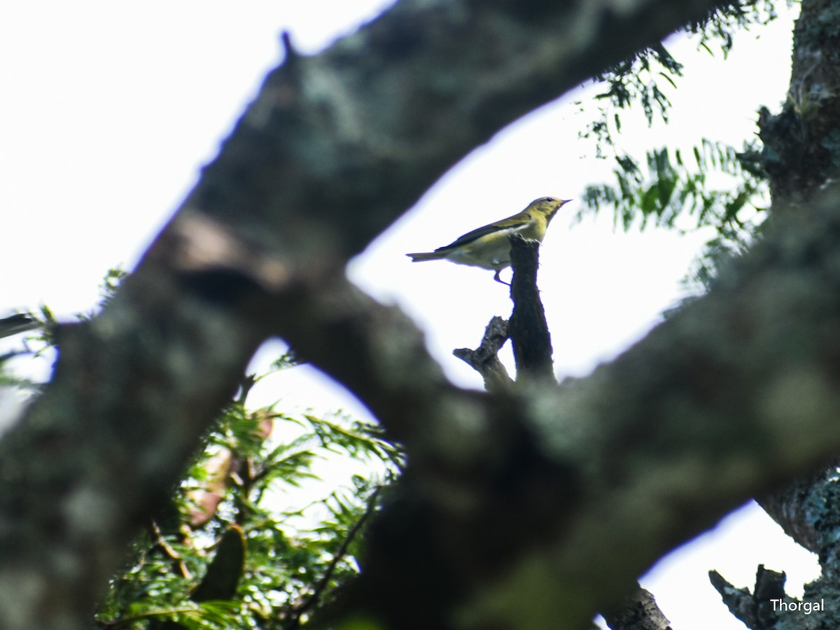 Червоїд світлобровий - ML647114996