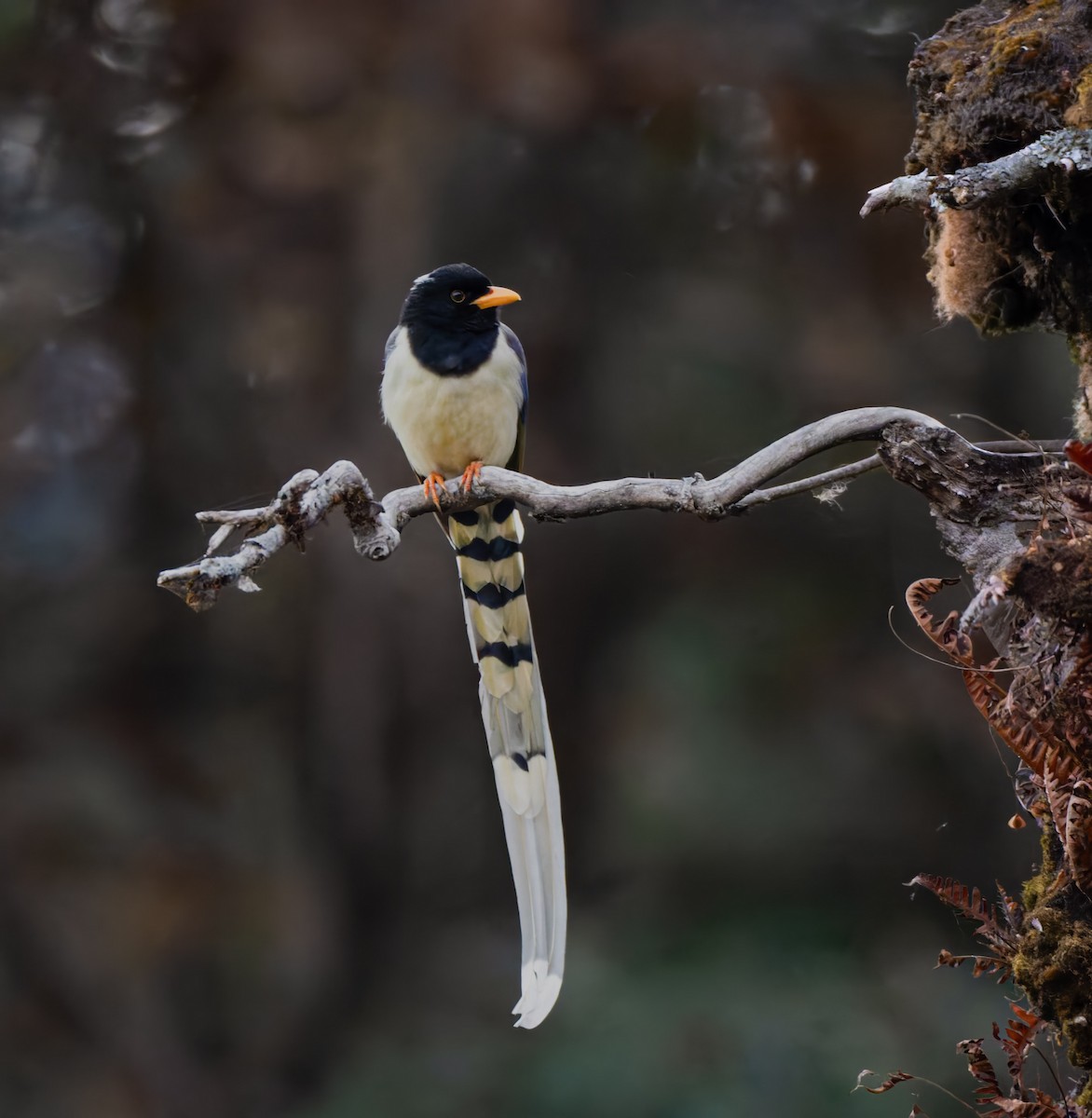 Red-billed Blue-Magpie - ML647114997