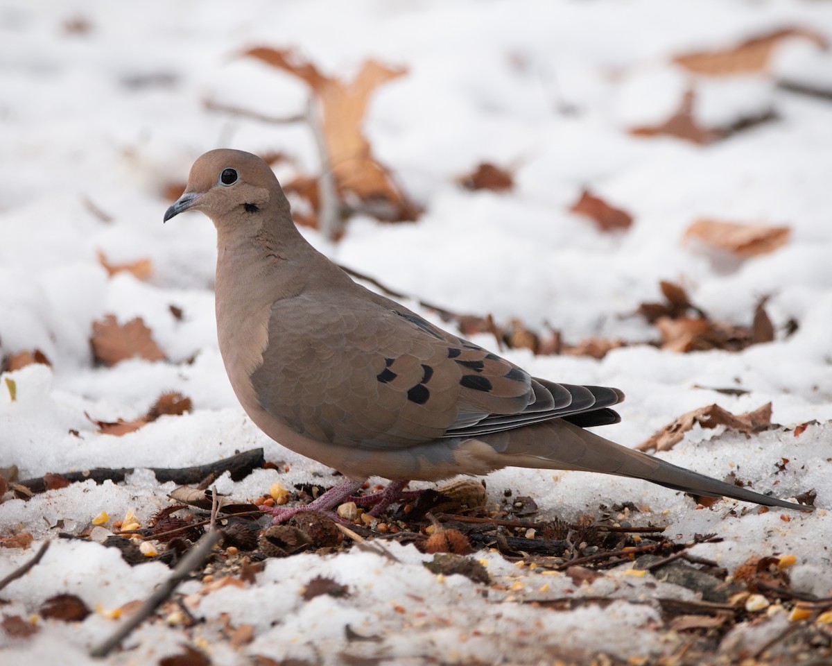 hrdlička karolínská - ML647114999