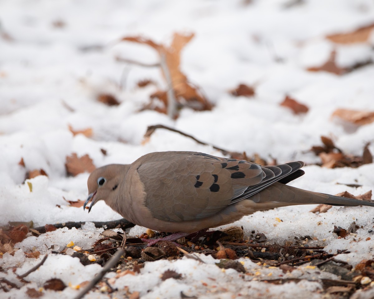 hrdlička karolínská - ML647115001