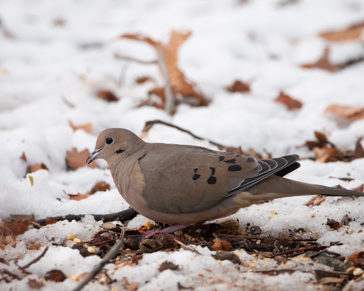 hrdlička karolínská - ML647115002