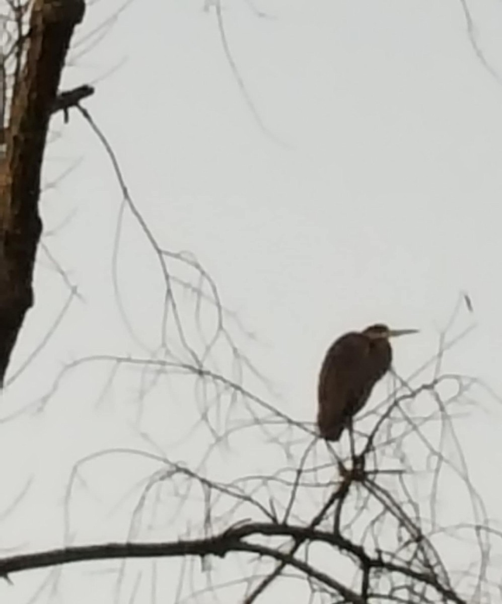 Great Blue Heron - ML647115024