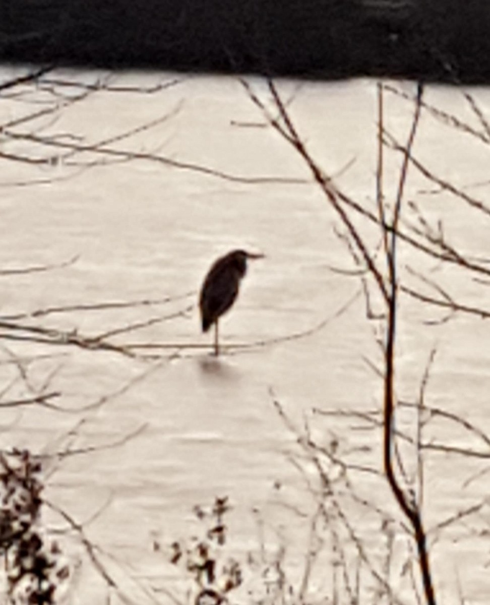 Great Blue Heron - ML647115025