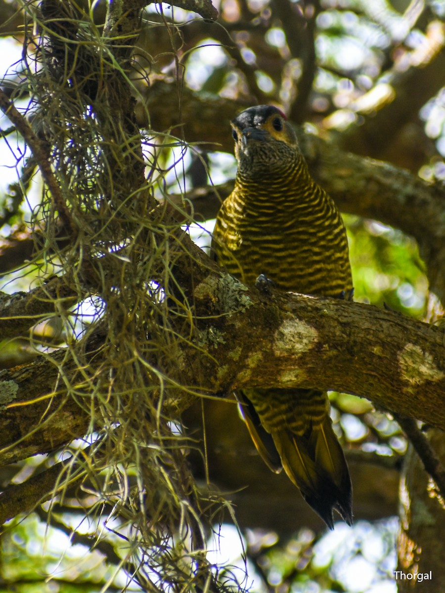 Golden-olive Woodpecker - ML647115029