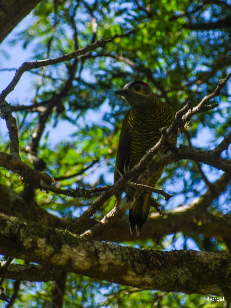 Golden-olive Woodpecker - ML647115030