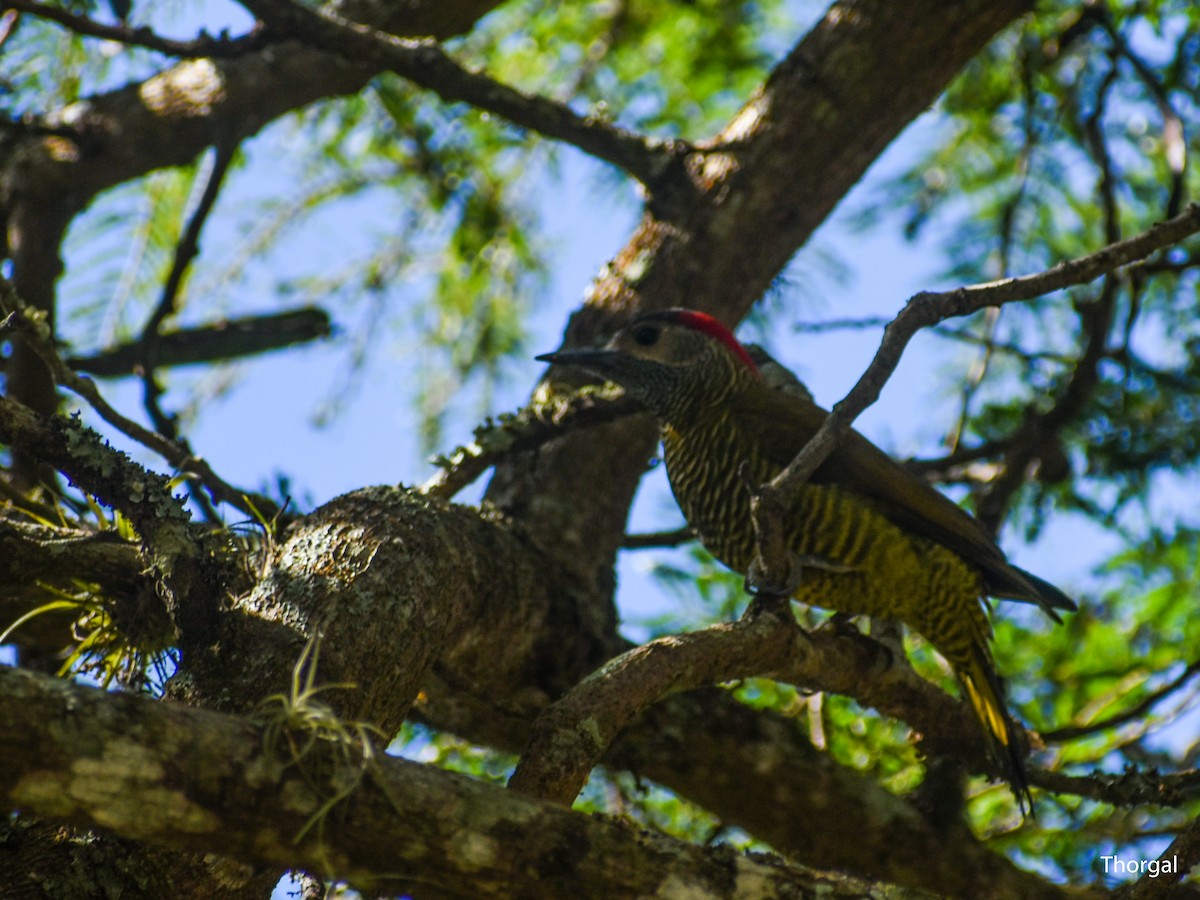 Golden-olive Woodpecker - ML647115031