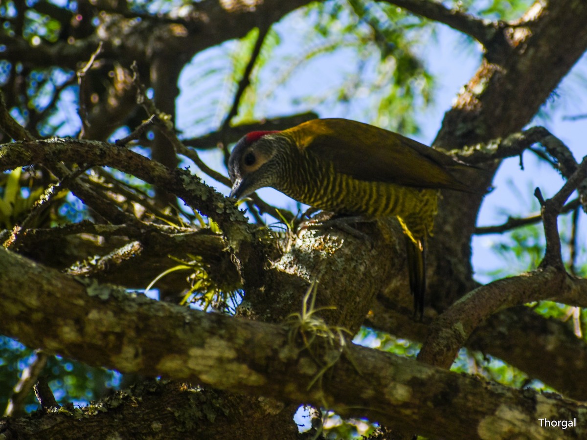 Golden-olive Woodpecker - ML647115032