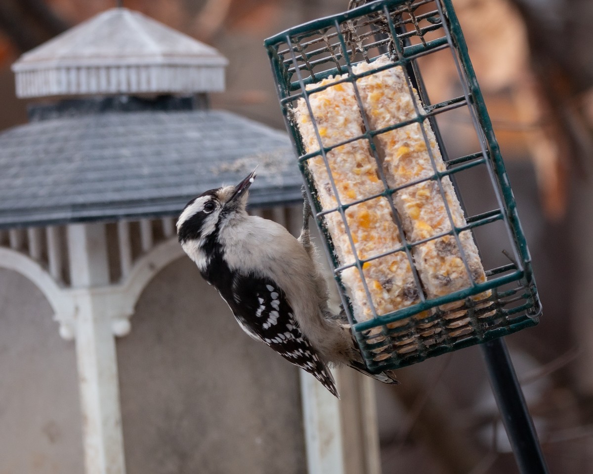 strakapoud osikový - ML647115042