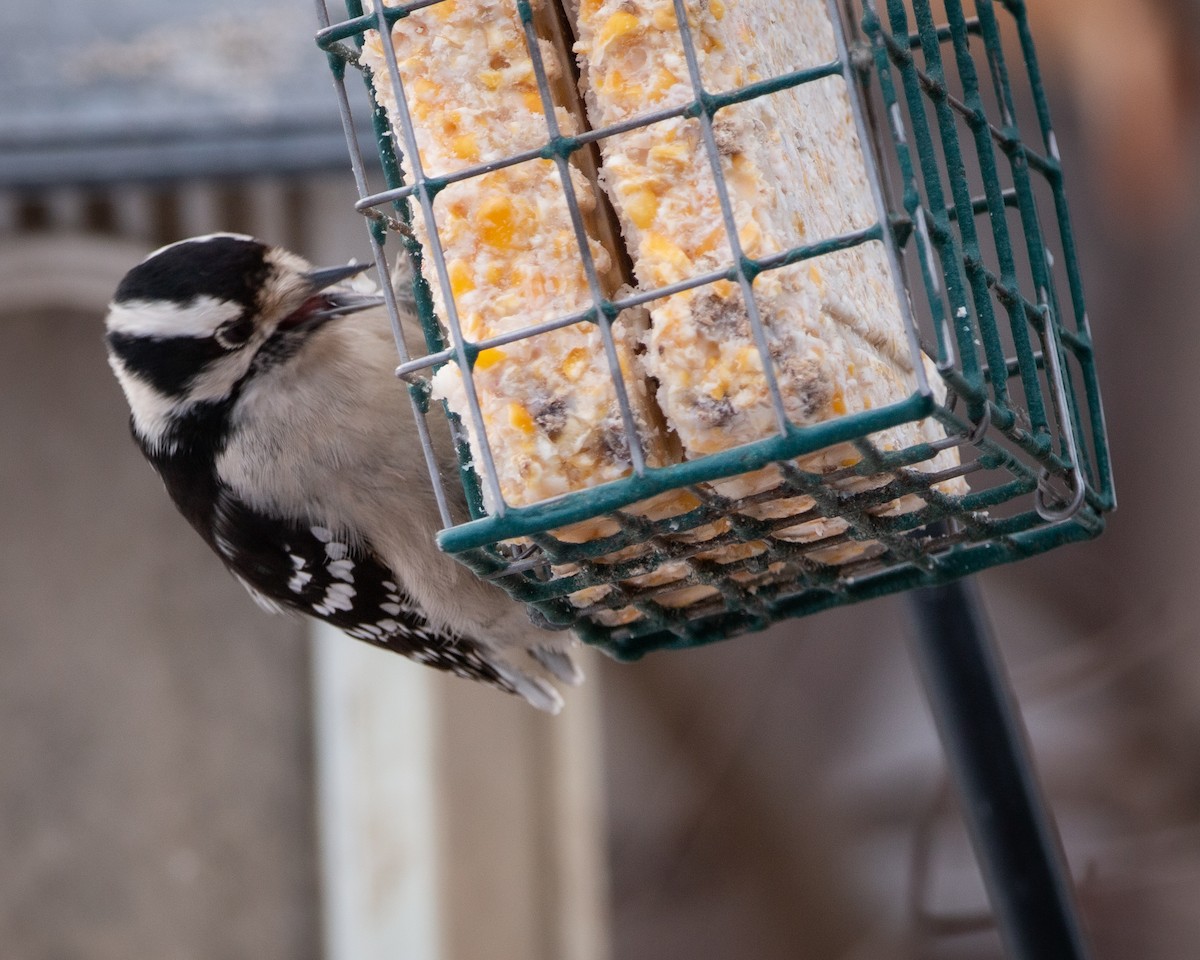 strakapoud osikový - ML647115043