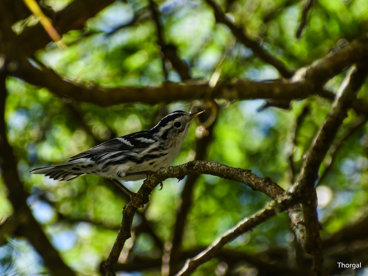 Black-and-white Warbler - ML647115049