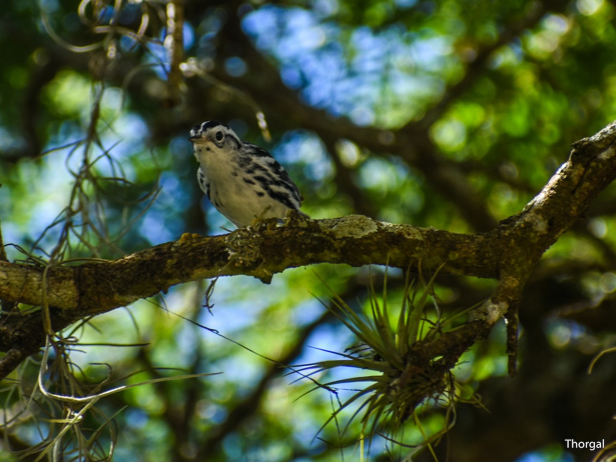 Black-and-white Warbler - ML647115050