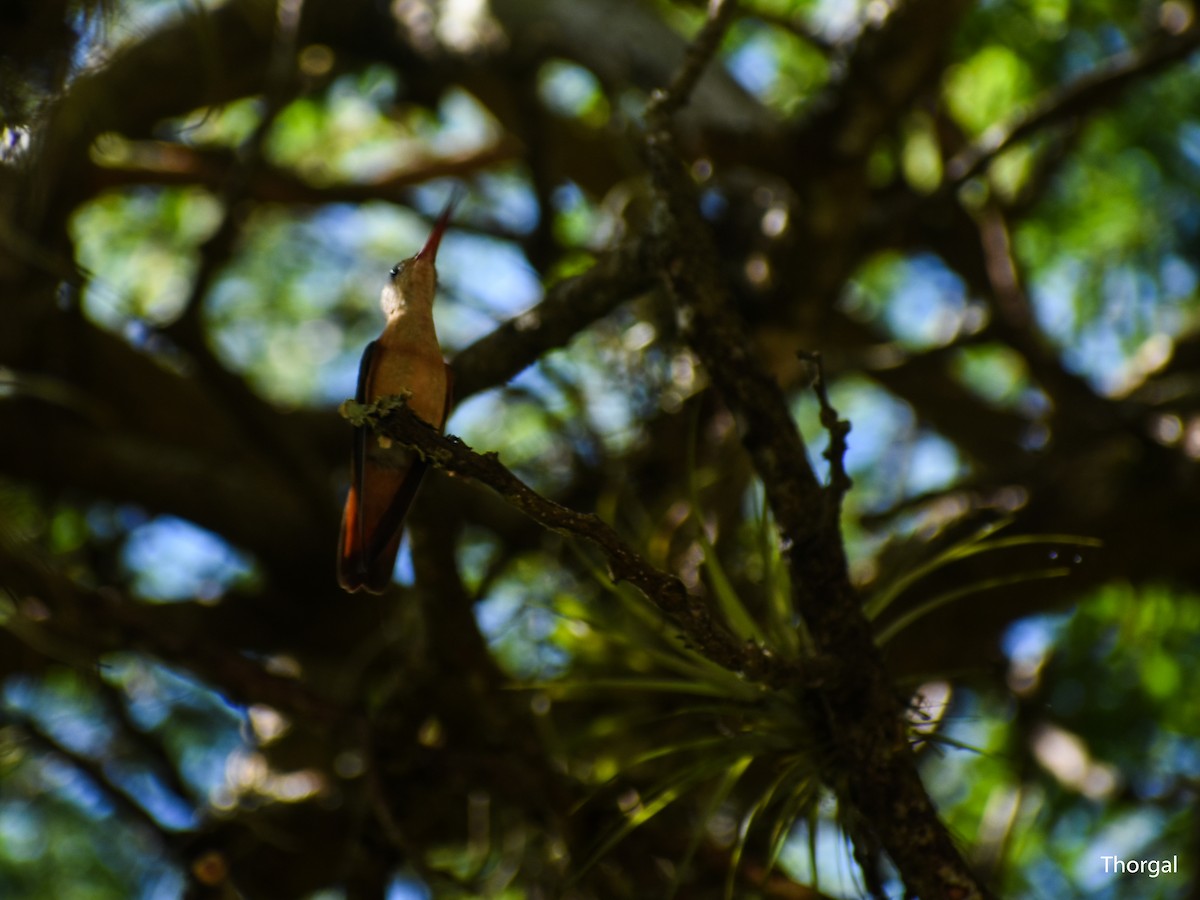 Cinnamon Hummingbird - ML647115058