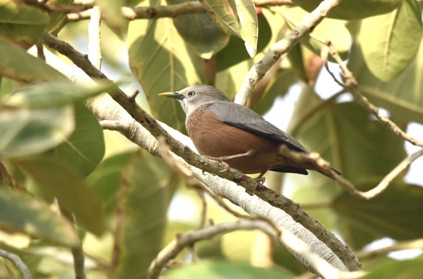 Chestnut-tailed Starling - ML647115065
