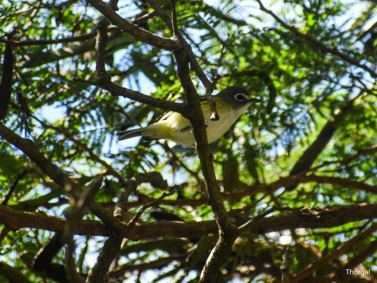 Blue-headed Vireo - ML647115066