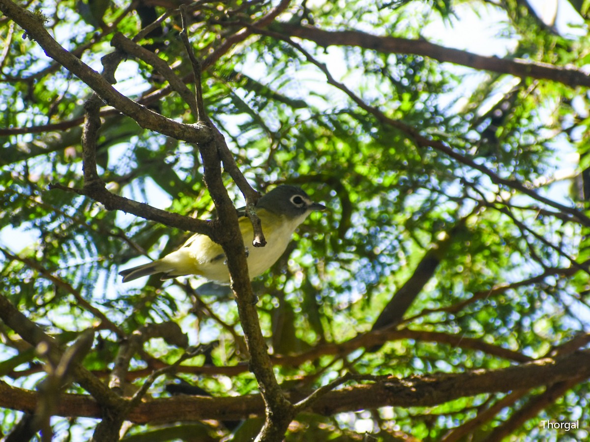 Blue-headed Vireo - ML647115067