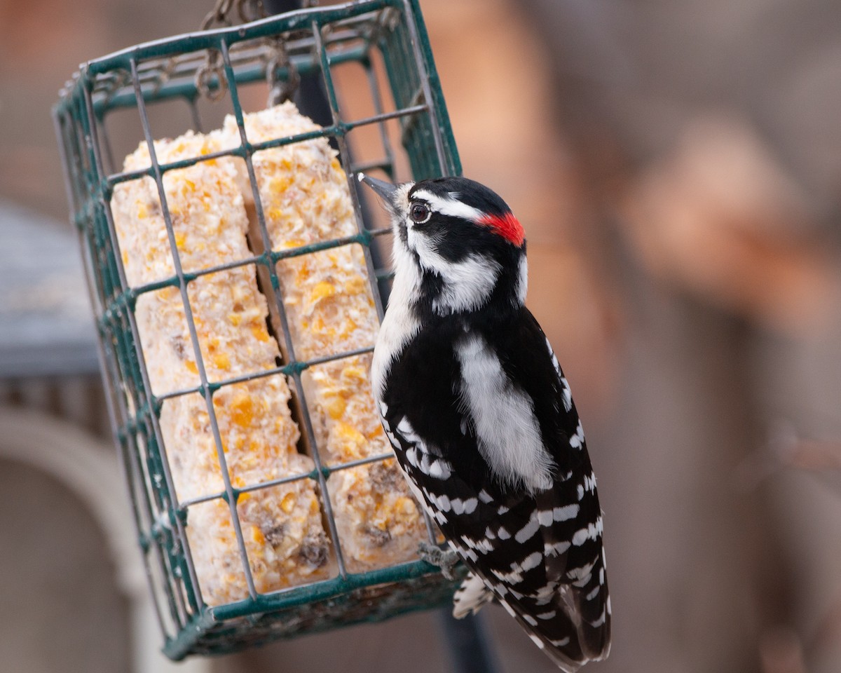 strakapoud osikový - ML647115075