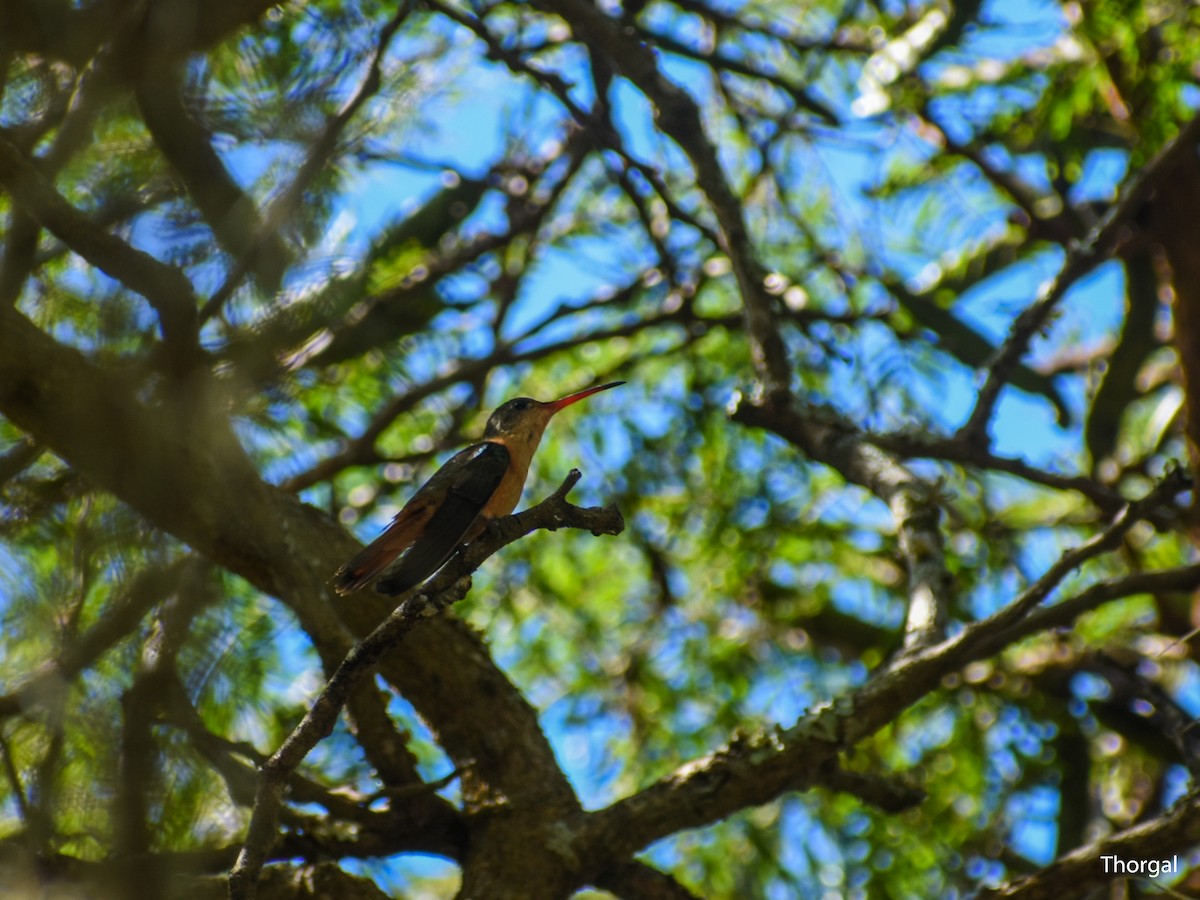 Cinnamon Hummingbird - ML647115076