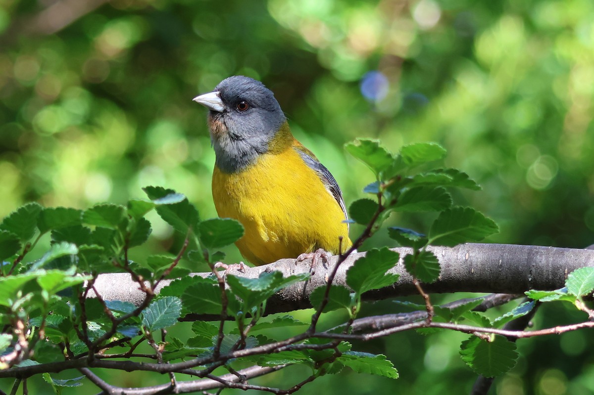 Patagonian Sierra Finch - ML647115087