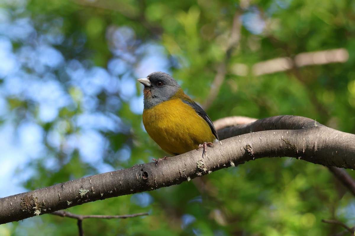 Patagonian Sierra Finch - ML647115088
