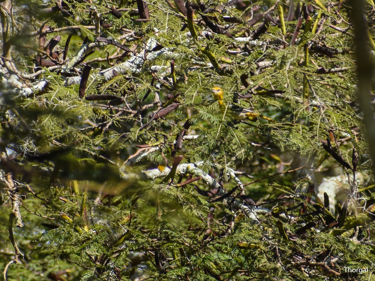 Балтиморский трупиал - ML647115092