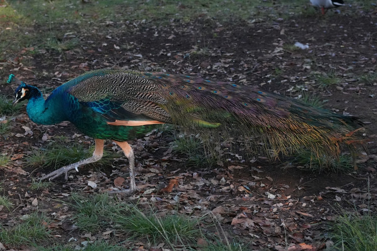 藍孔雀(馴化) - ML647115099