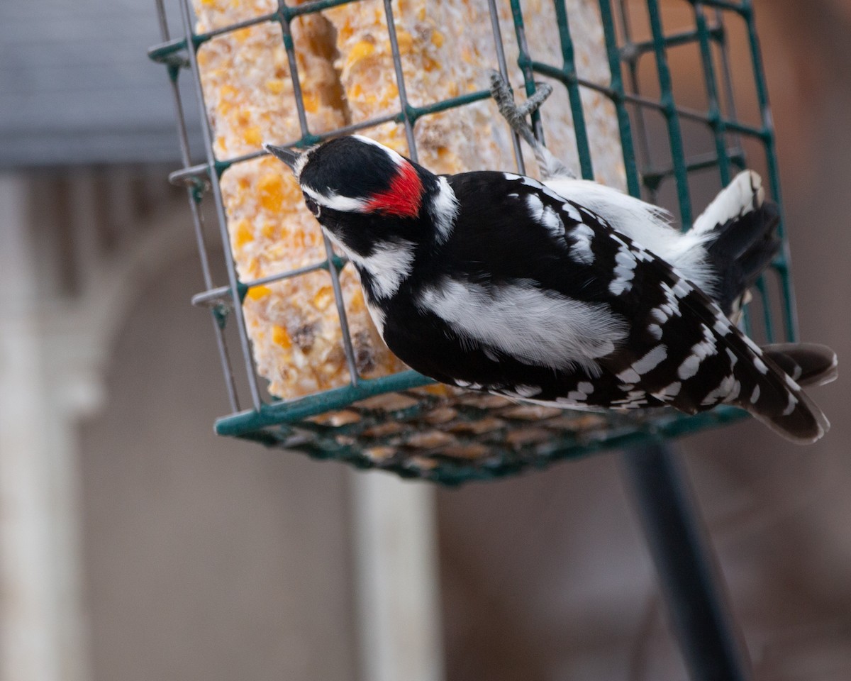 strakapoud osikový - ML647115100