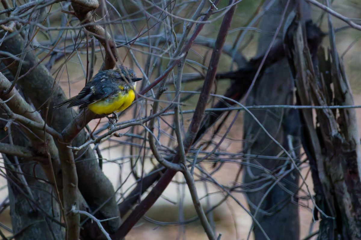 Eastern Yellow Robin - ML647115104
