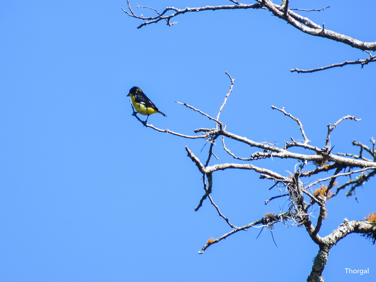Lesser Goldfinch - ML647115111