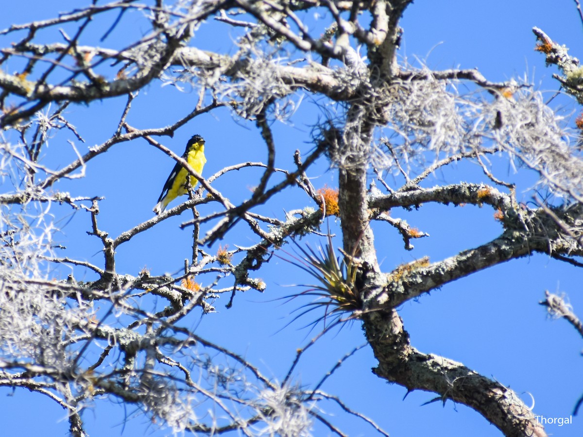 Lesser Goldfinch - ML647115112