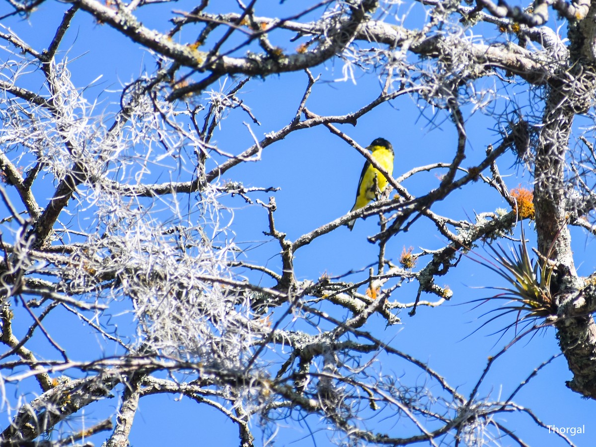 Lesser Goldfinch - ML647115113