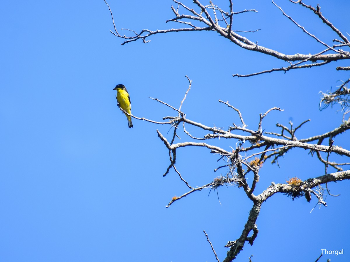 Lesser Goldfinch - ML647115114