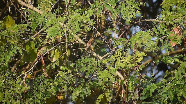 Принія попеляста - ML647115115