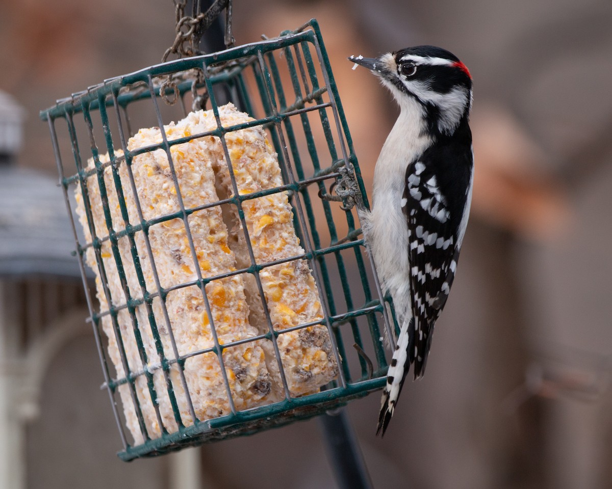 strakapoud osikový - ML647115118