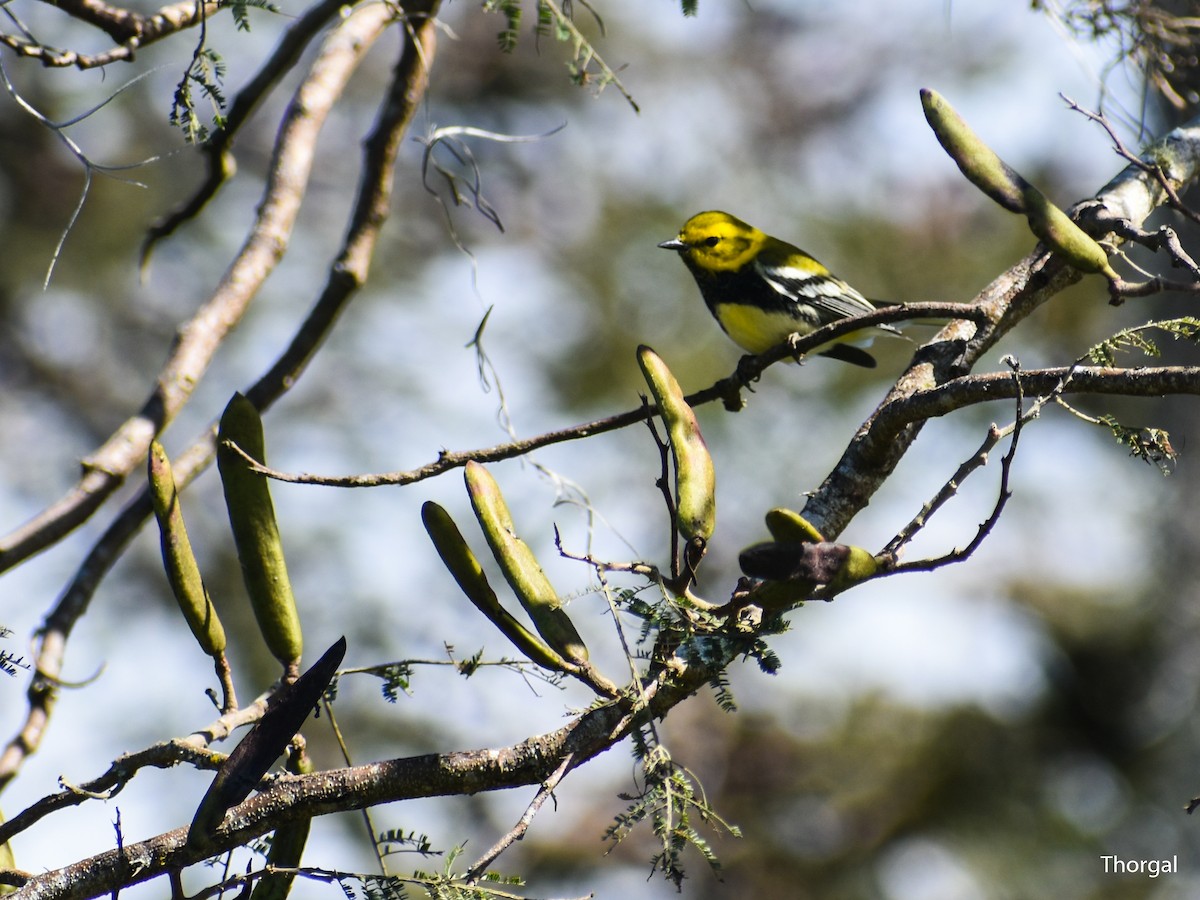 Black-throated Green Warbler - ML647115119