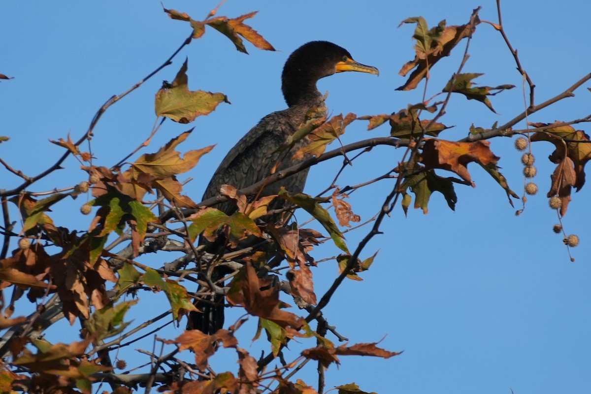 Double-crested Cormorant - ML647115120