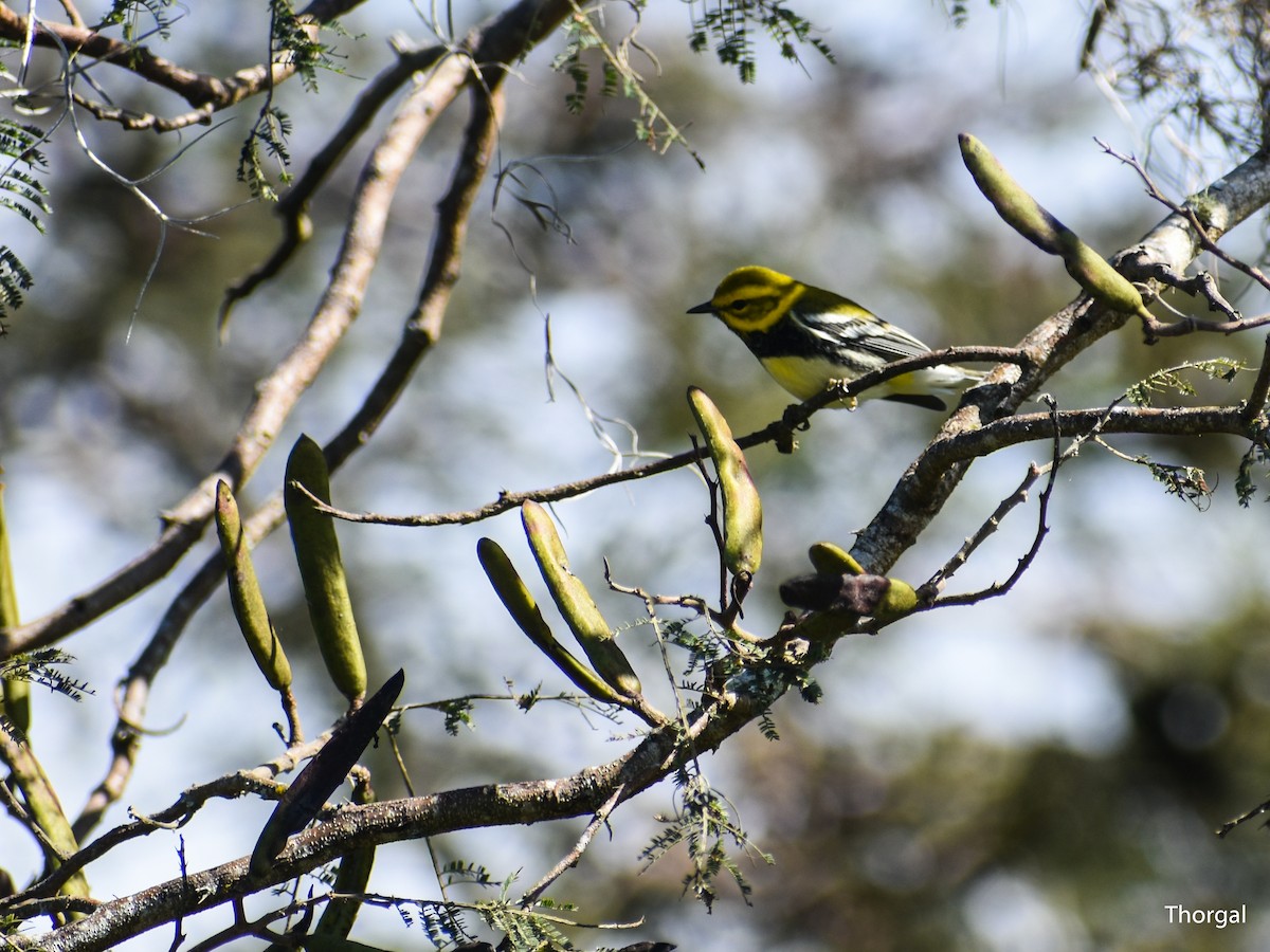 Black-throated Green Warbler - ML647115121