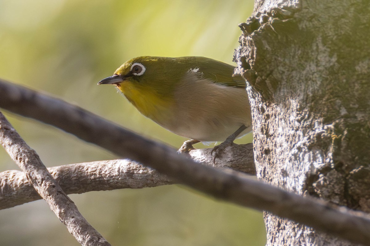Warbling White-eye - ML647115130