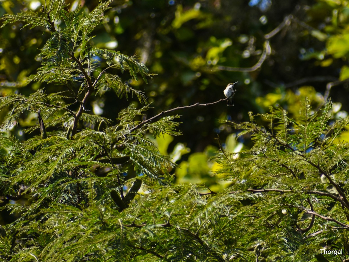 Ruby-throated Hummingbird - ML647115132