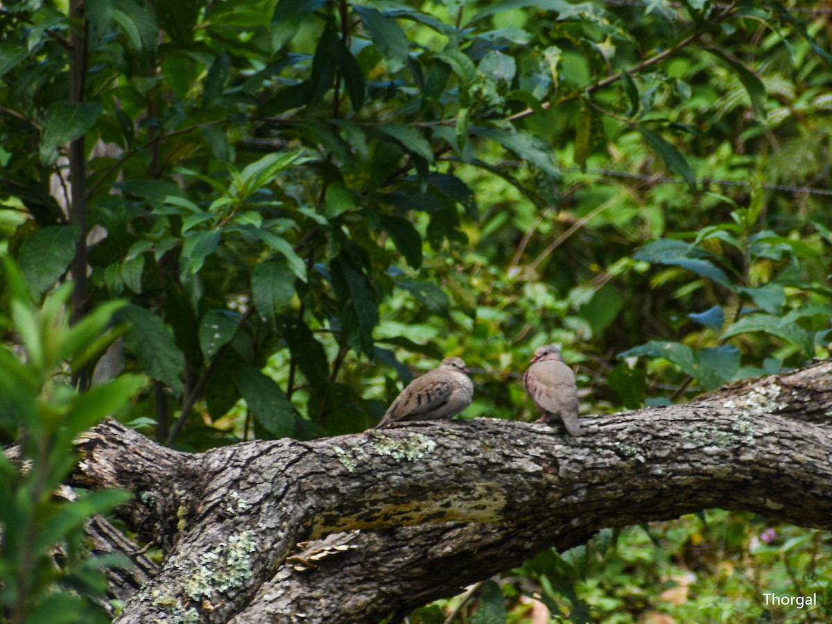 Common Ground Dove - ML647115135