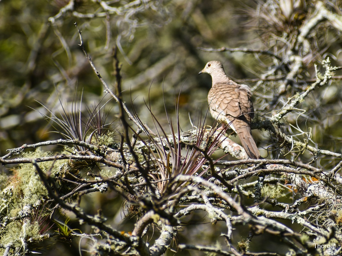 Inca Dove - ML647115139