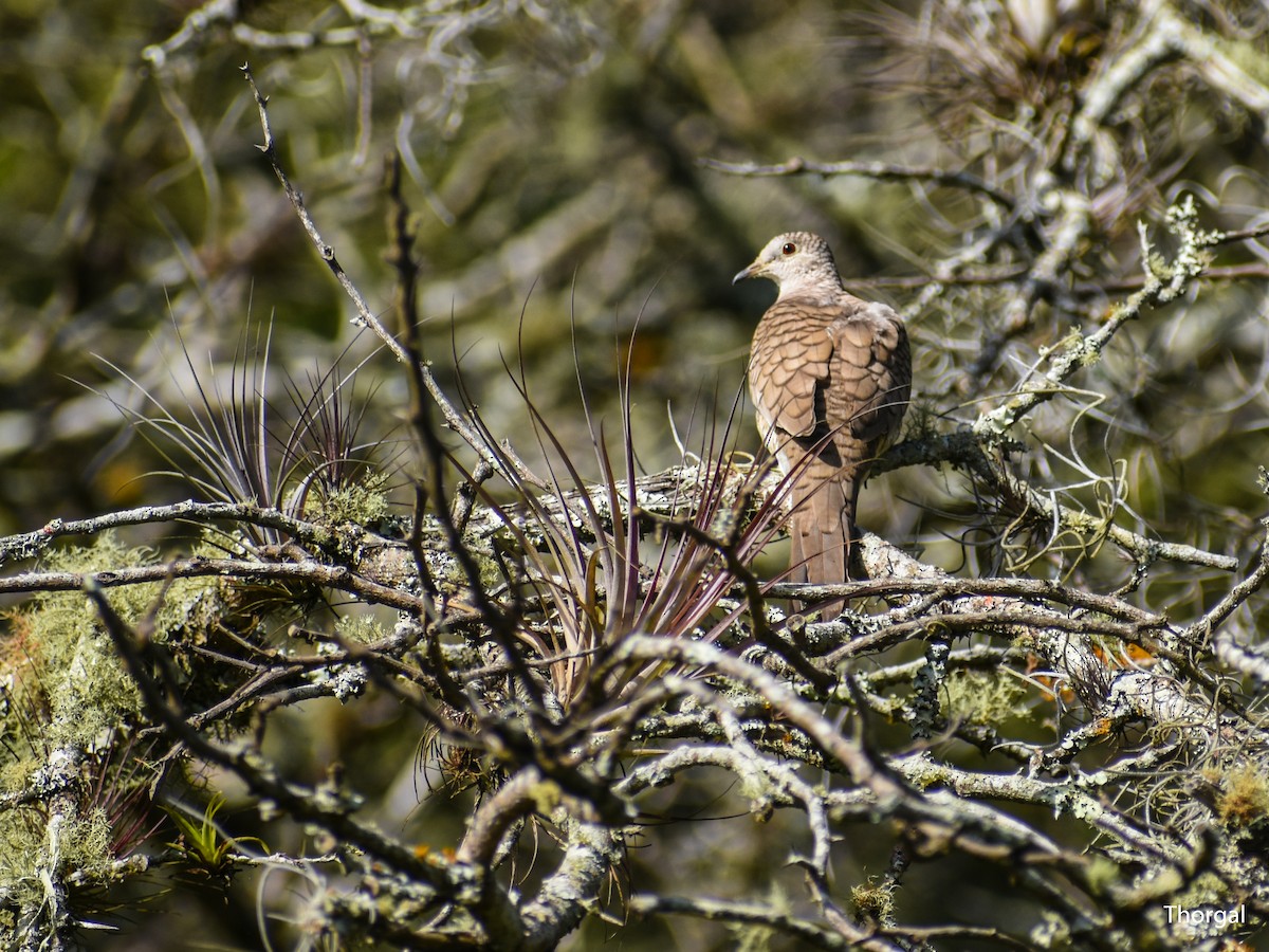 Inca Dove - ML647115140
