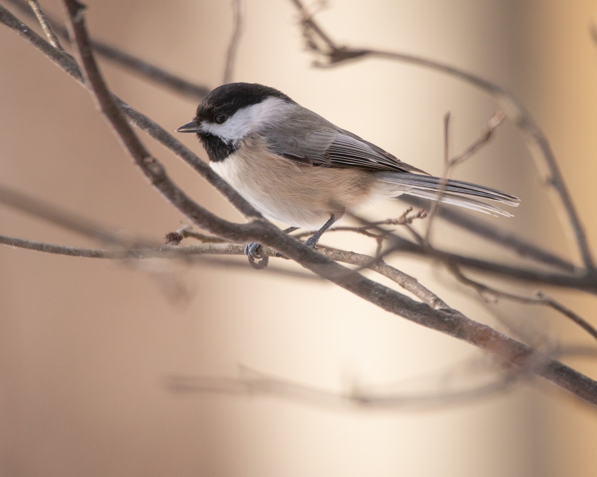 sýkora karolínská - ML647115142