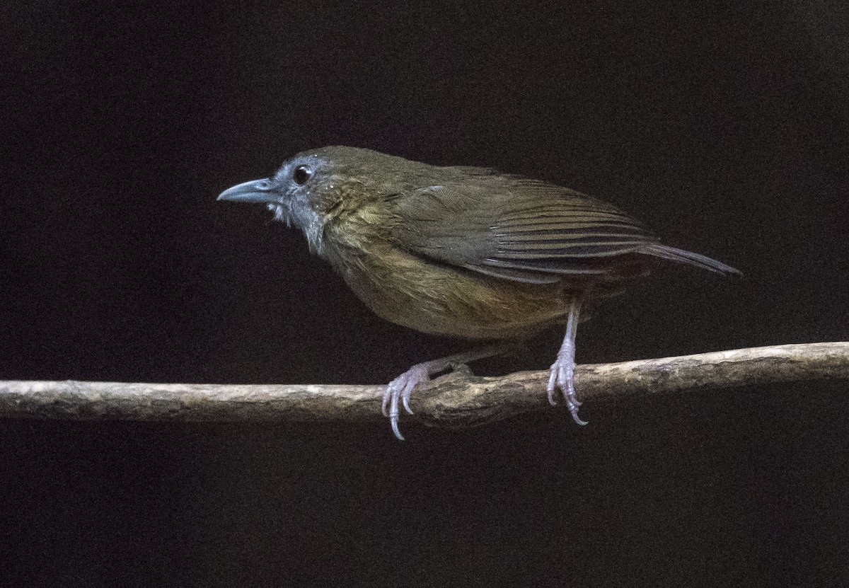 Abbott's Babbler - ML647115143