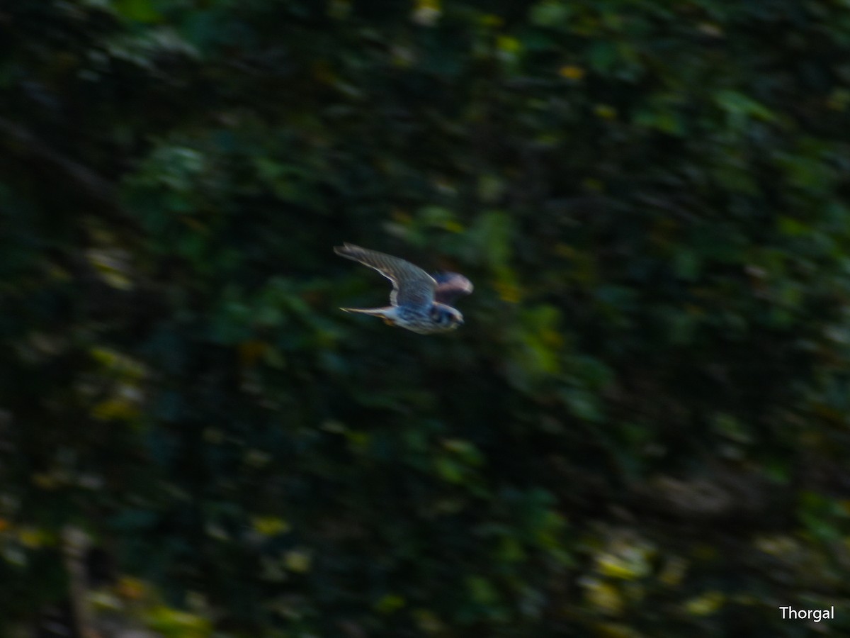 American Kestrel - ML647115144