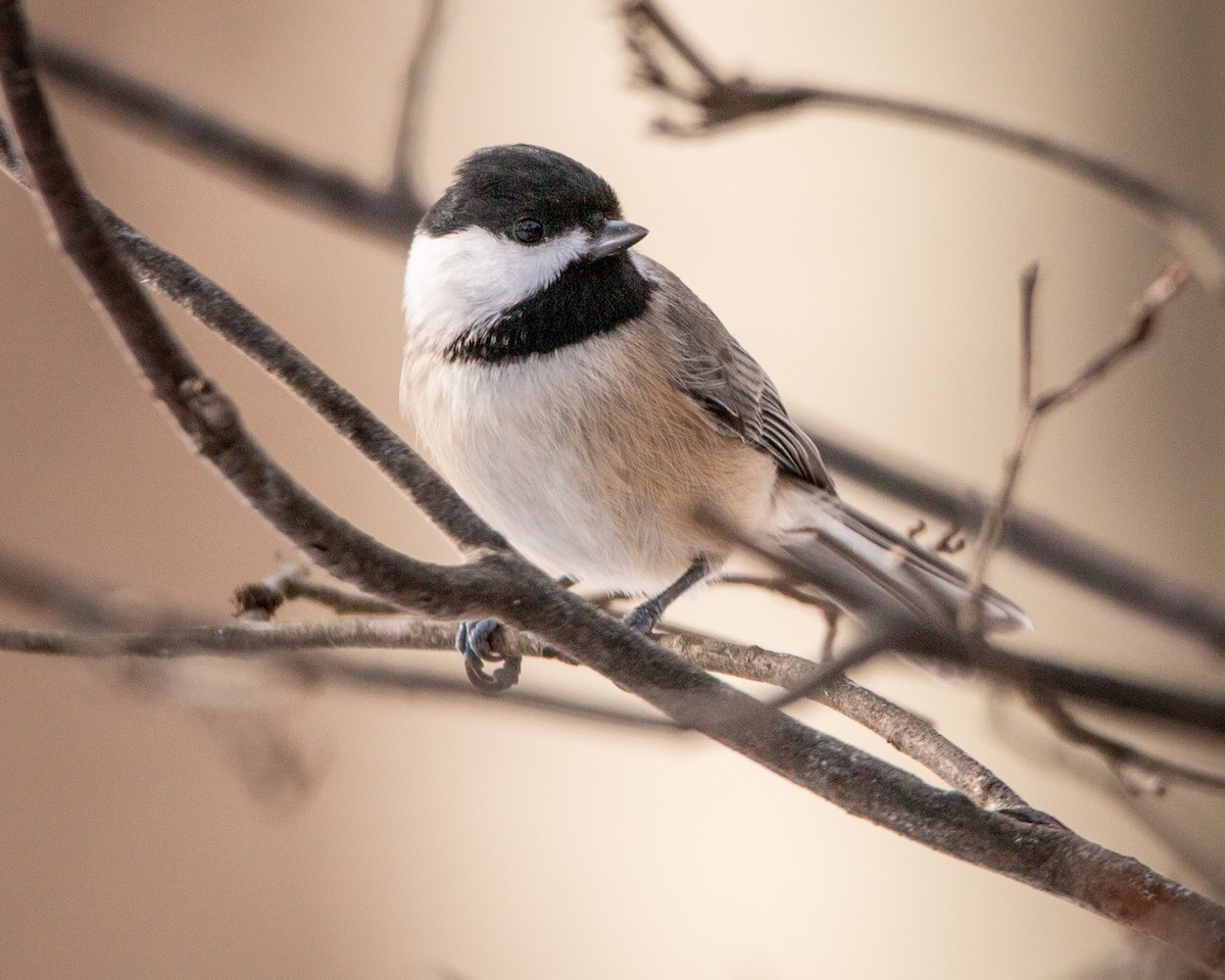 sýkora karolínská - ML647115153